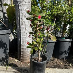 Crown Of Thorns Plant 
