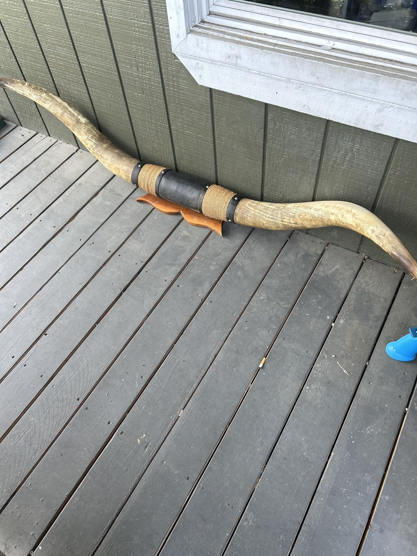Mounted Horns Real