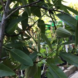 Almond Tree w/ Fruit 4ft Tall