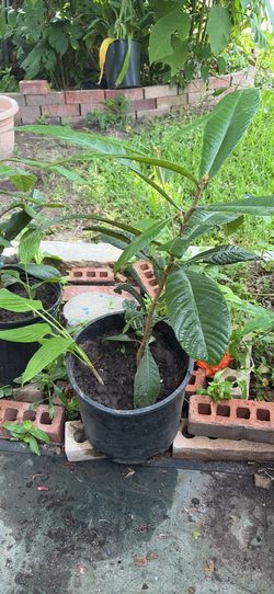 Mispero con planta extra con cúrcuma 15