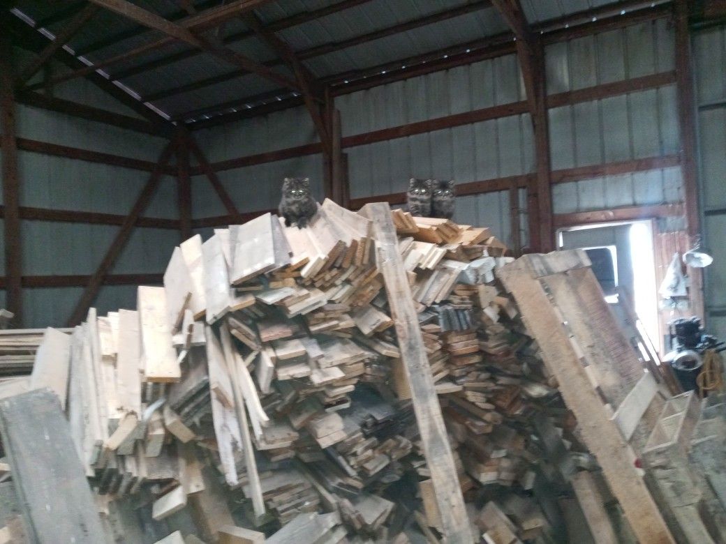 Firewood