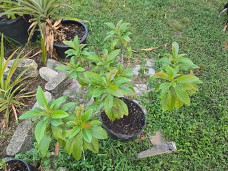 Avocado Seedling Plant in Black Pot