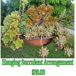 Hanging Succulent Arrangement Plant 