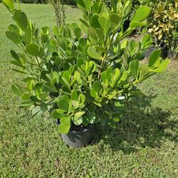 clusias  Staring$10 About 2 feet tall , About 4 feet tall $25 ABS 6 feet tall $$65