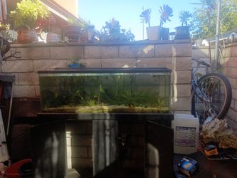 60 Gallon Tall Fish Tank With Stand