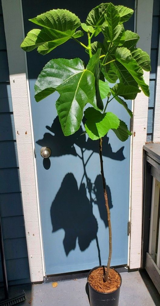 Italian Honey Fig Fruit Tree - Lattarulla