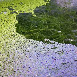 Duckweed
