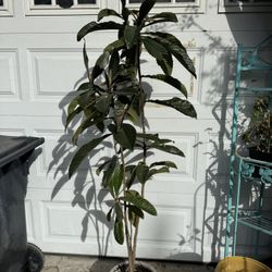 Arbol de Nispero 6Ft 