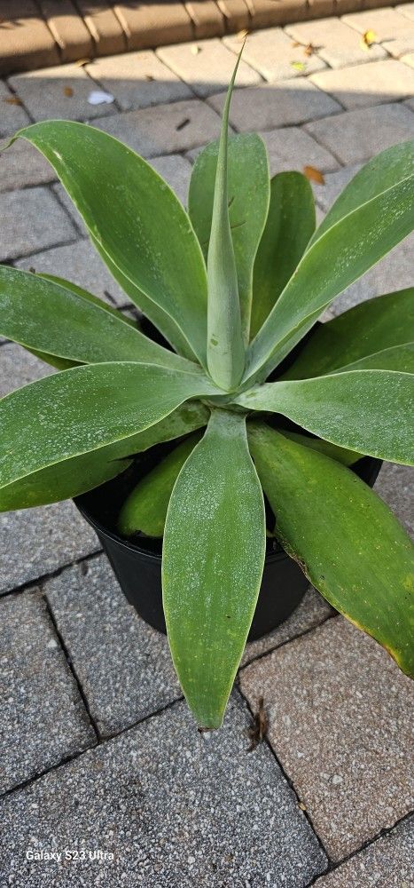 Plant