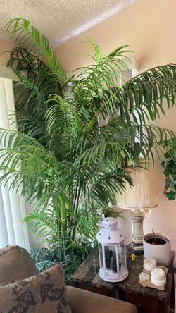 Plant decor