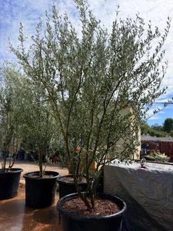 🫒 Olive Trees 🫒
