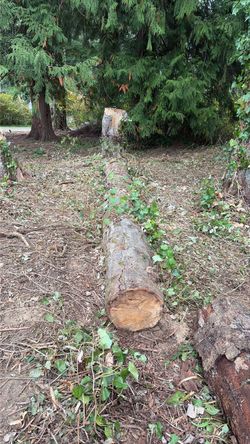 Seasoned Firewood Free