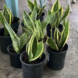 Air Purifying Snake Plants 
