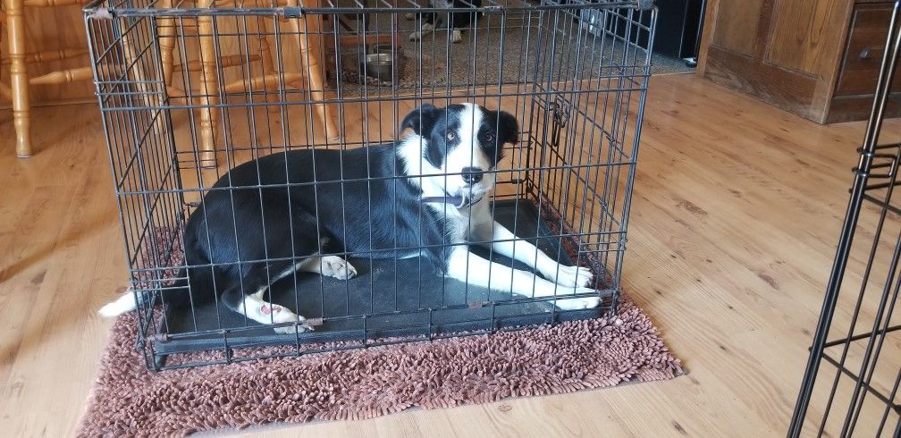 Wire Med. Size Dog Crate 30x19widex21Tall