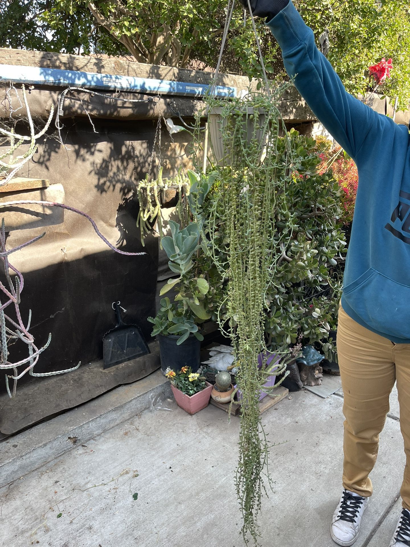 Dolphin Plant And Other 2 Plants On One . Asking $25