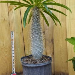 LIVE PLANT 3ft Pachypodium lamerei - Madagascar Palm Club foot Palma de Madagasc