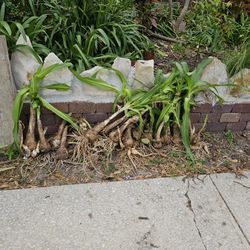 Free.  BULBS.  JUST DUG UP 15. MINS AGO.  