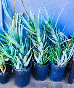 aloes ozdobny Aloe Assorted