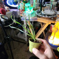 Blub Albuca Concordiana Ornithagalum (Baby)