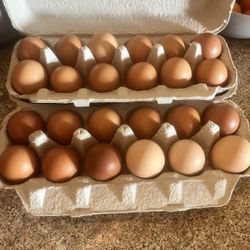 Fresh Farm Organic Eggs