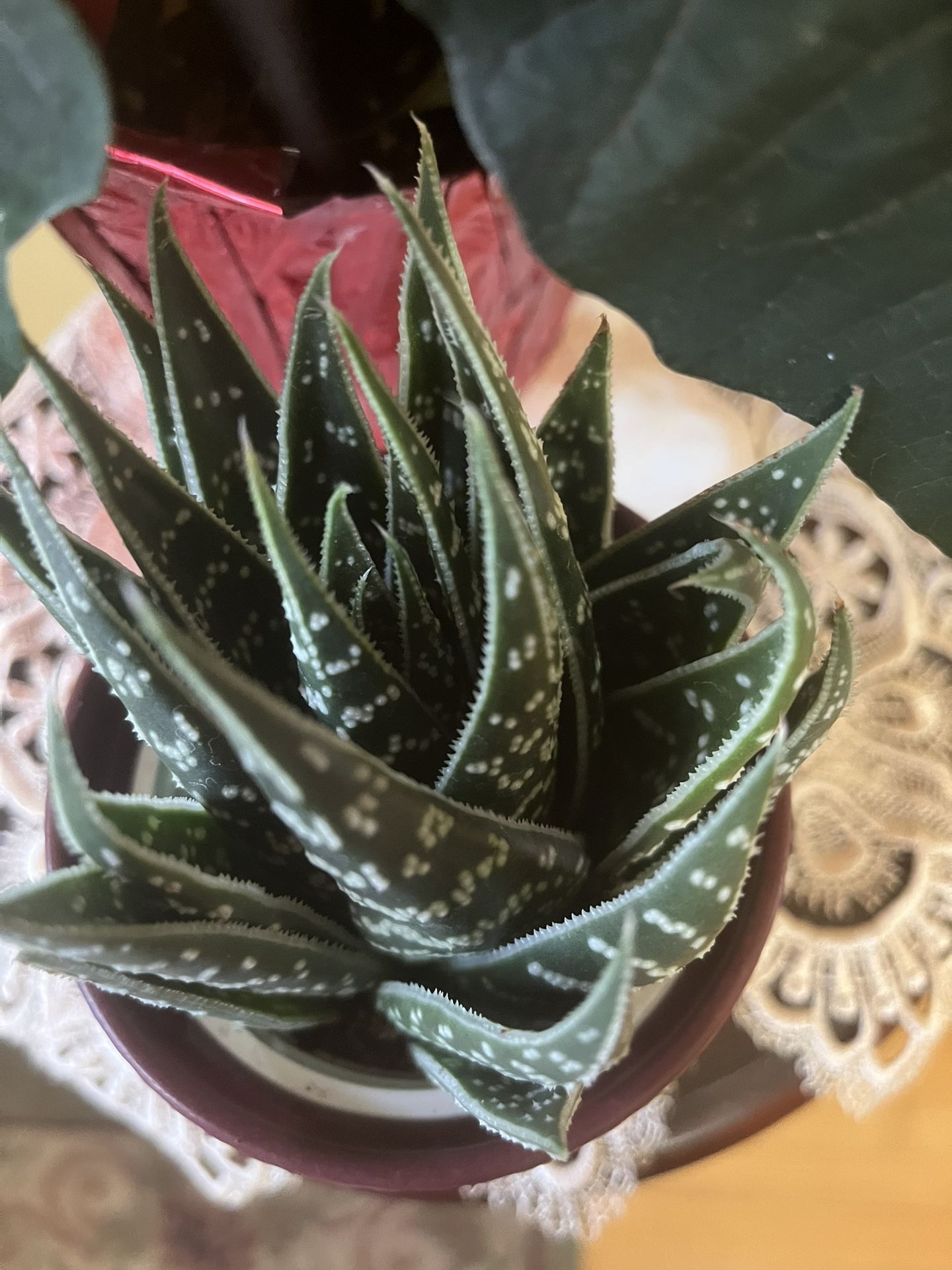 Zebra Plant in Ceramic