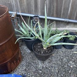 Jumbo Aloe Vera 