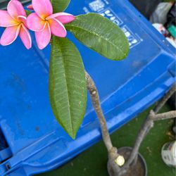 Plumeria plant