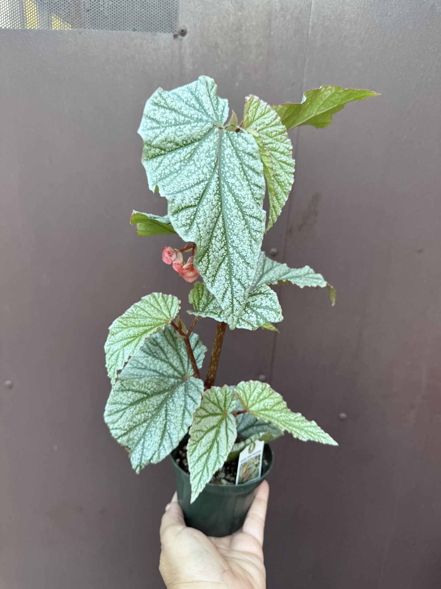4” Begonia Snow Caps