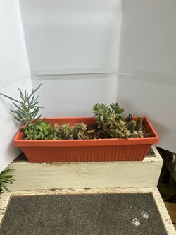 mixed arrangement of succulents and cacti