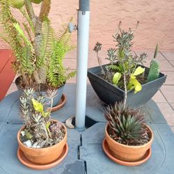 Mix cactus and succulents plants w/pots.  Any Each Pot@ $5