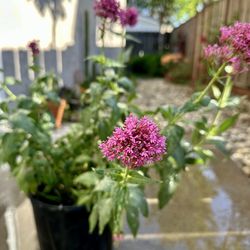 Centranthus Ruber-Jupiter’s Beard, Red Valerian Plant