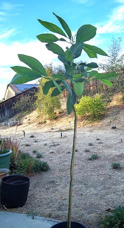 Avocado trees $40