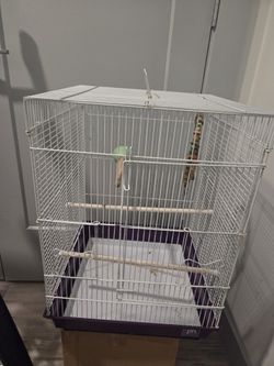 Bird Cage
