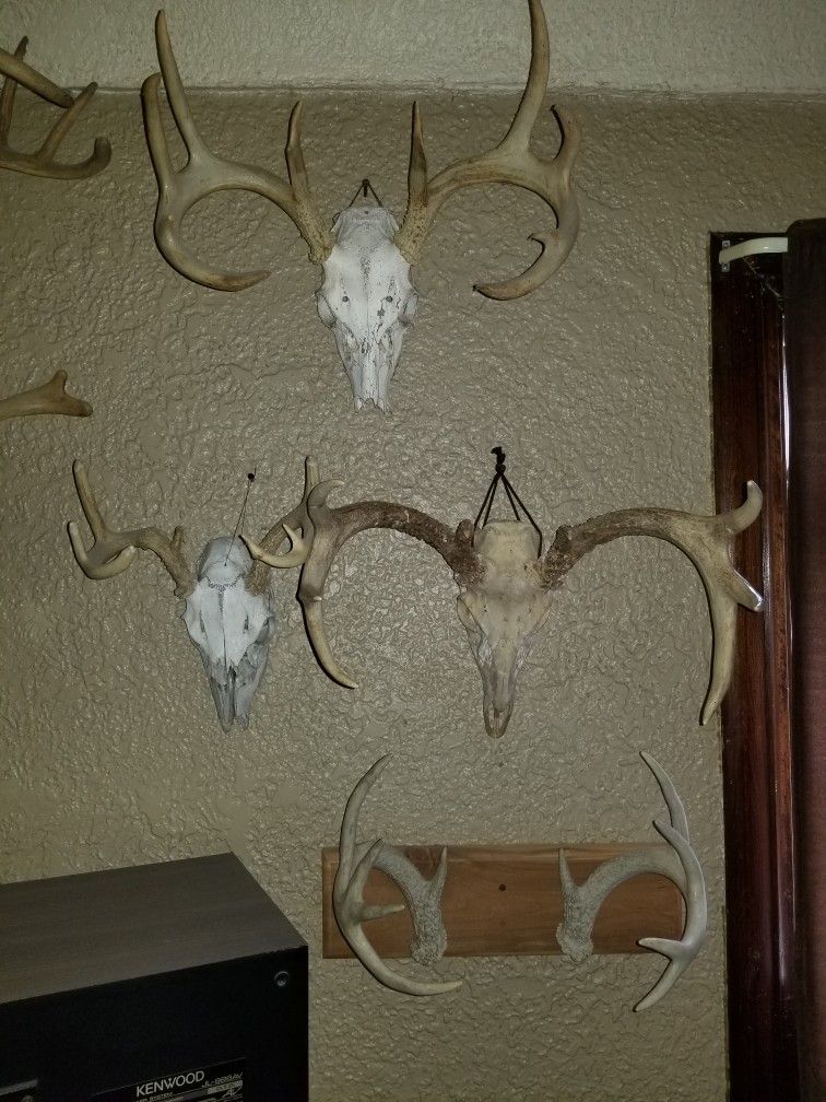 Deer Antlers. BEST OFFER