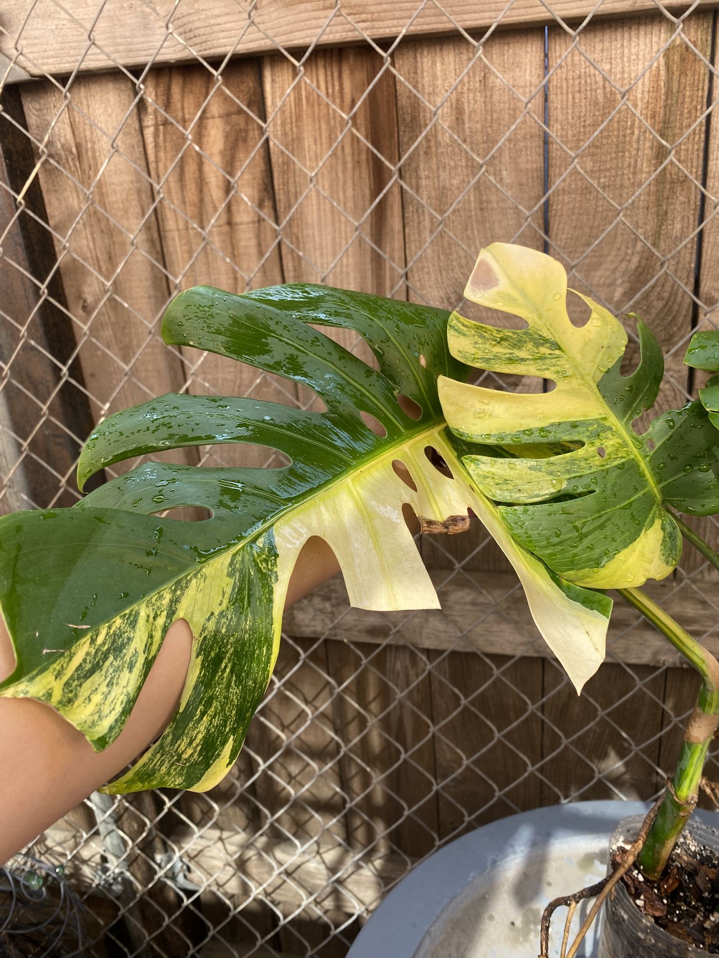 Monstera Variegated Aurea $150
