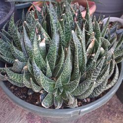 Tiger Aloe Vera 