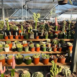 Cactus Imported $20 To $$$ Walk In
