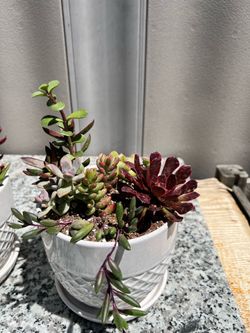 Succulent arrangement, arreglos de suculentas
