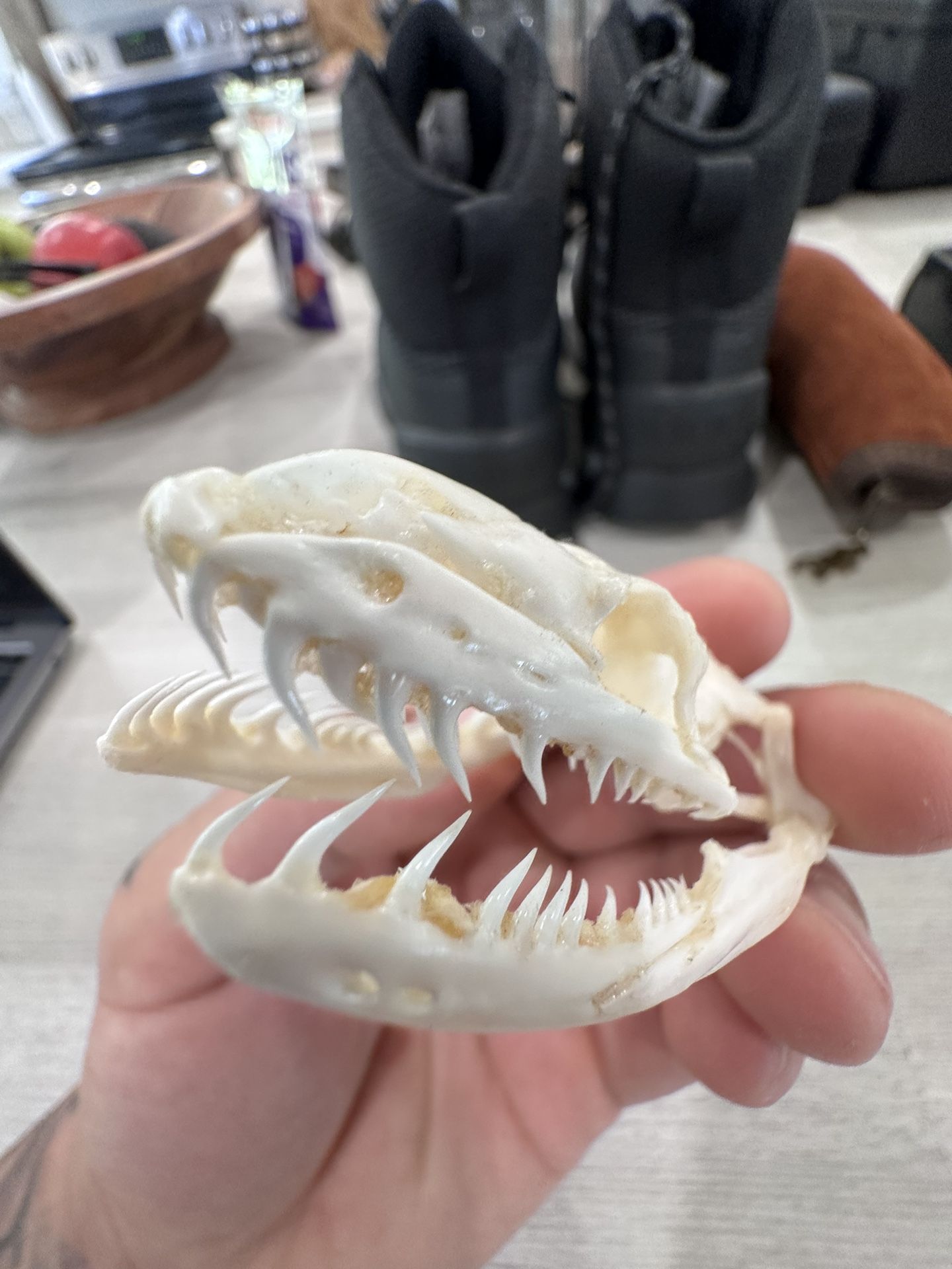 Articulated Bermese Python Skull