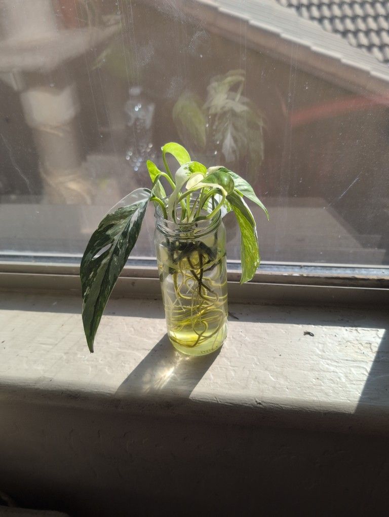 Epipremnum Pinnatum Albo