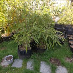 Bamboo Plant - Arrow Bamboo