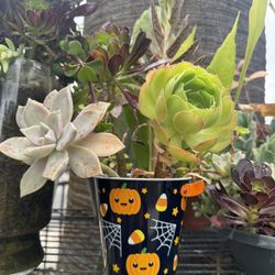 Beautiful Plants 