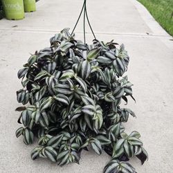 Wandering Jew Beautiful And Healthy HANGING BASKETS PLANTS ARRIVED. $14 each