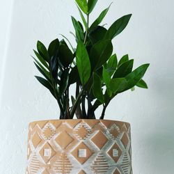 Large Zz Plant In 9 Inch Pot 