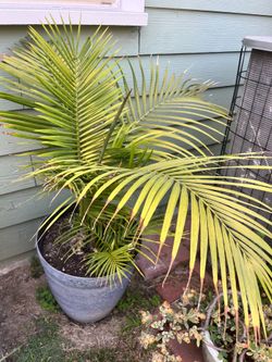 Palm for sale