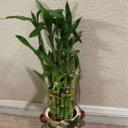 Lucky Bamboo 10 Rooted Liveplant Assorted Size