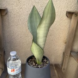 Moonshine Snake Plant