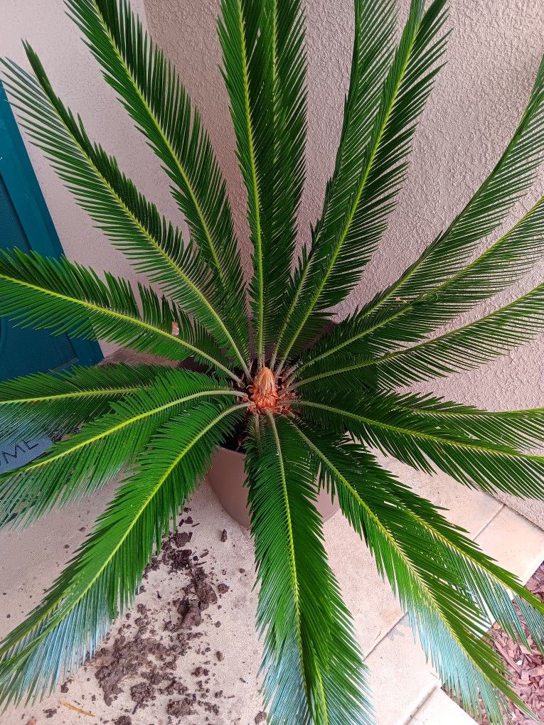 Palm Tree