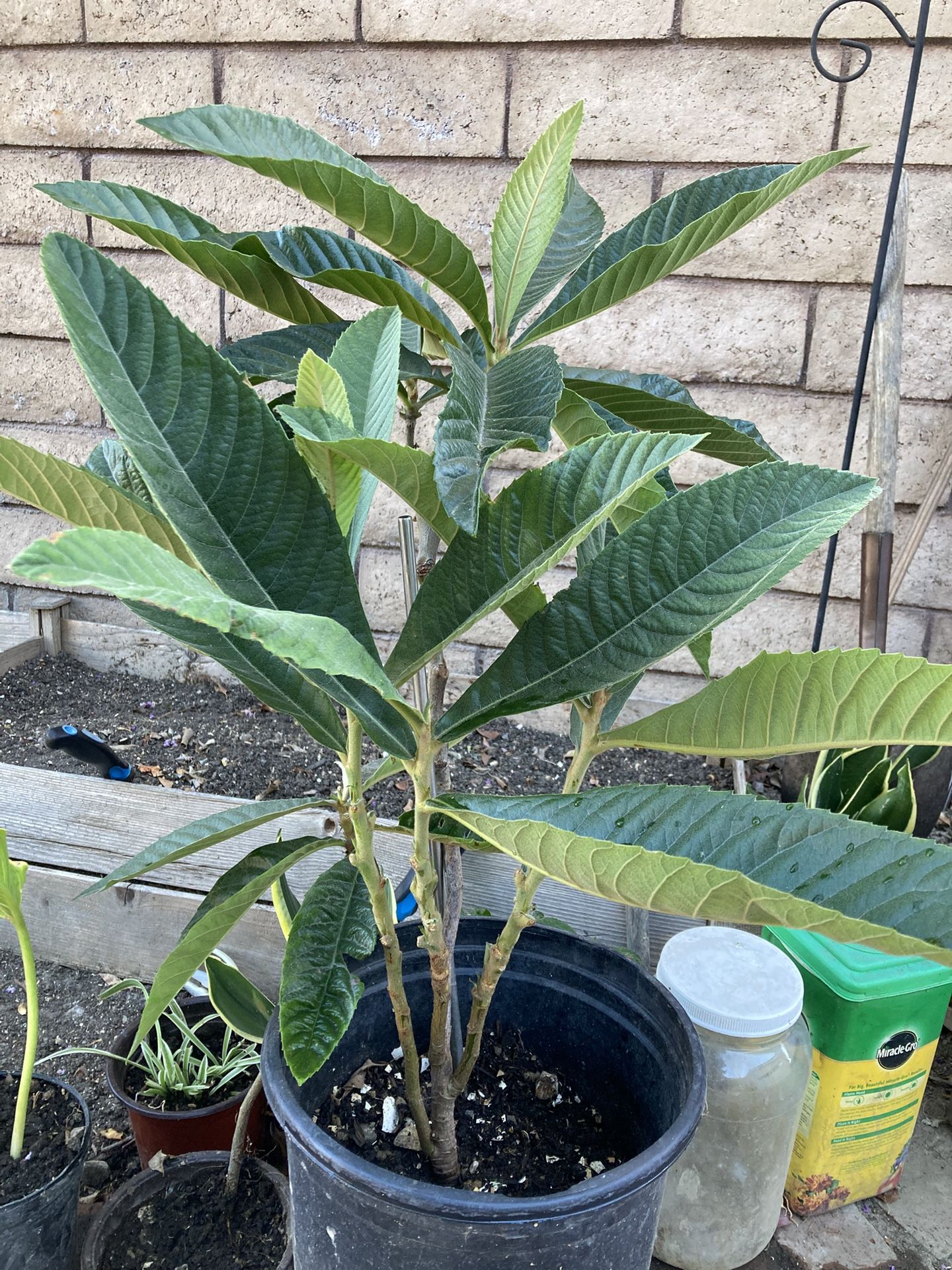 Loquat Tree