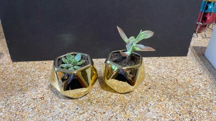 Live Succulent Plant Gift For Any Occasion 